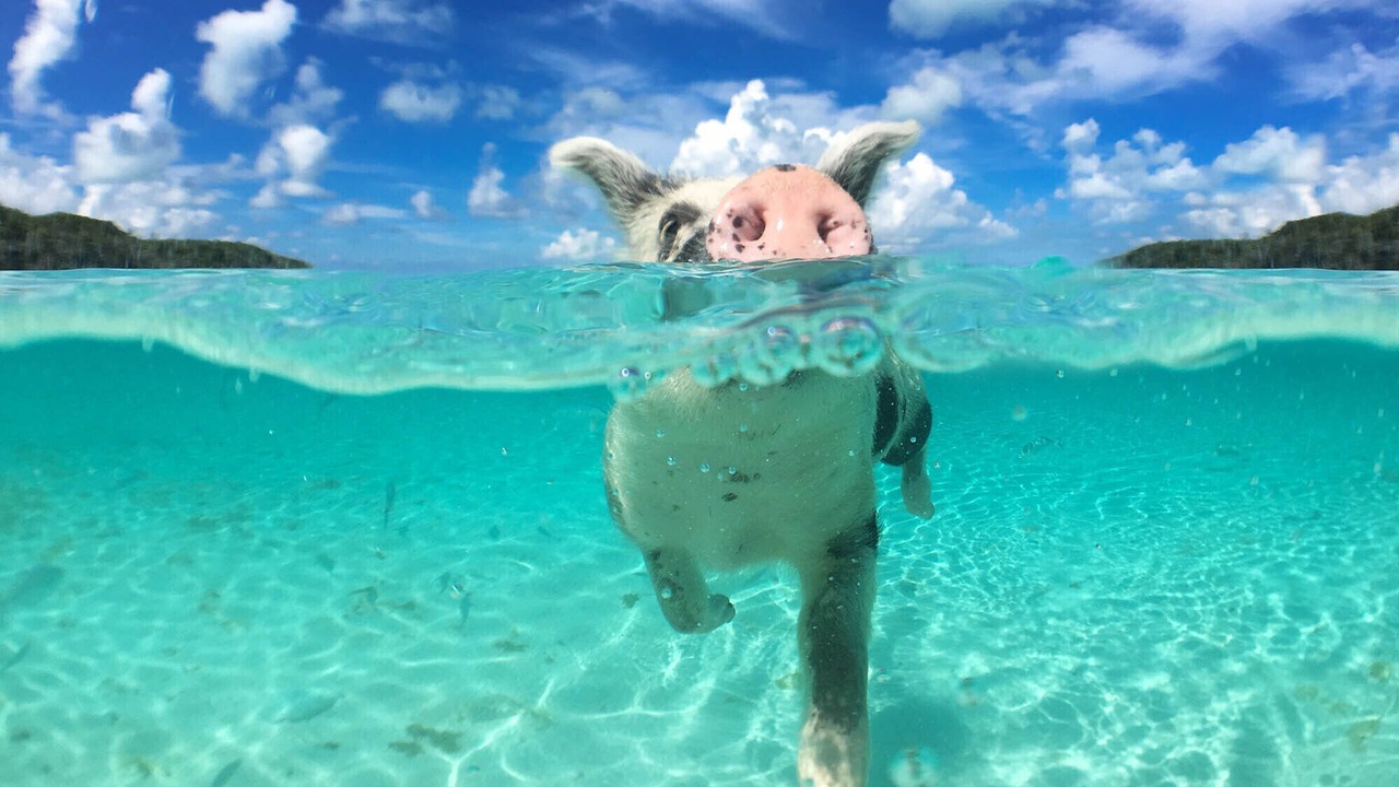 Photo of Others in Tar Bay