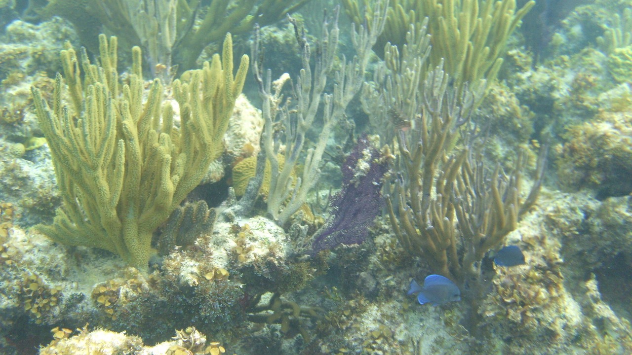 Photo of Others in Great Exuma
