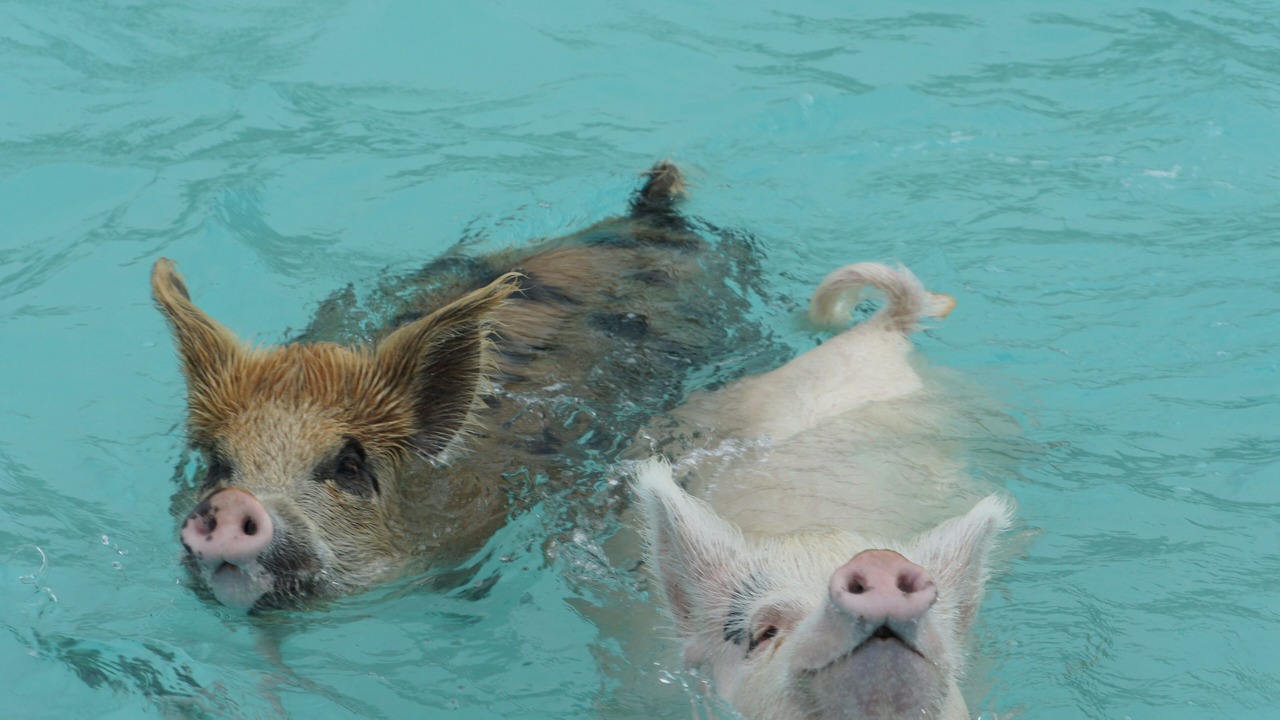 Photo of Others in Great Exuma
