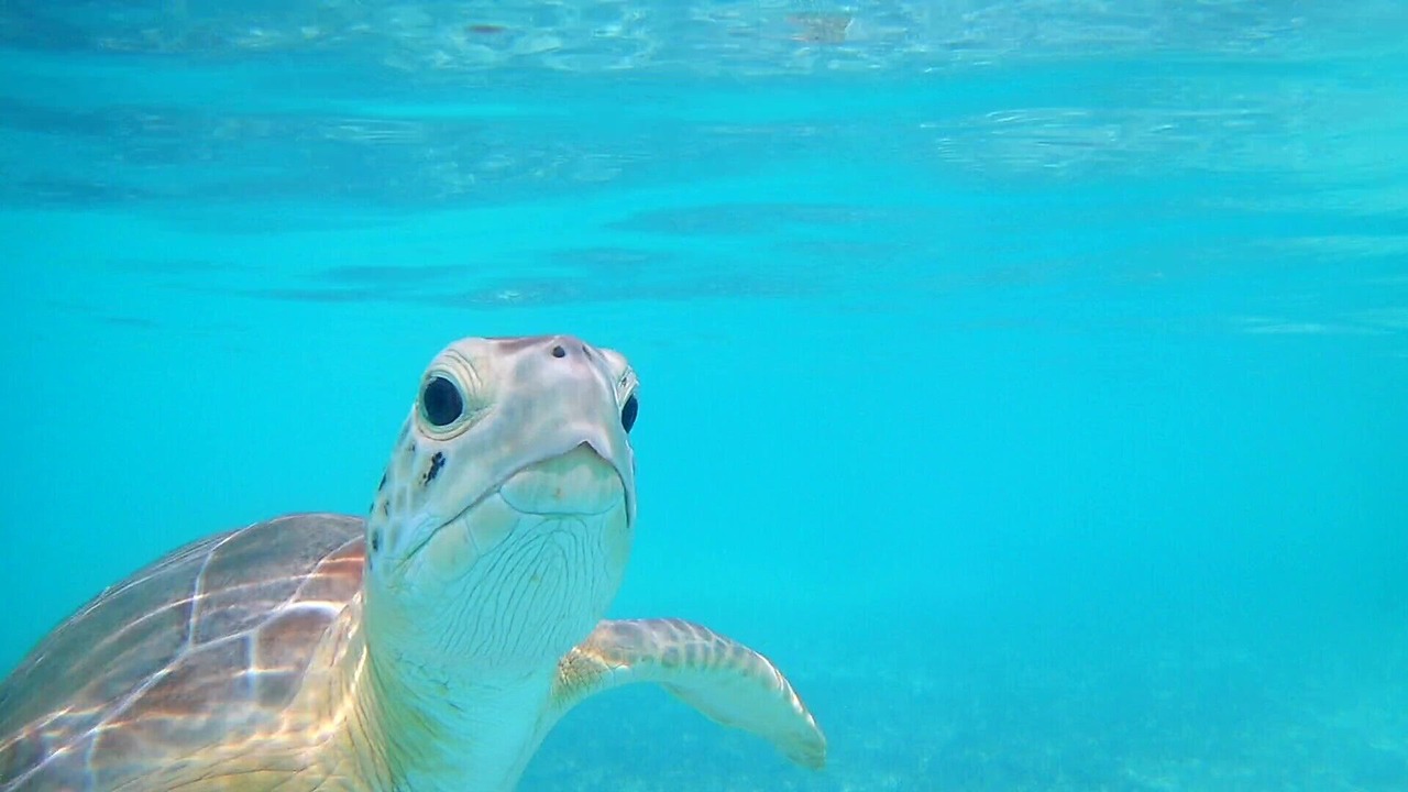 Photo of Others in Great Exuma