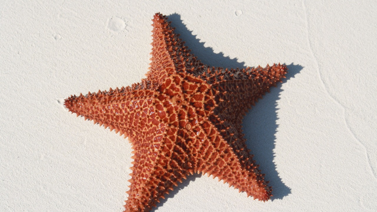 Photo of Others in Great Exuma