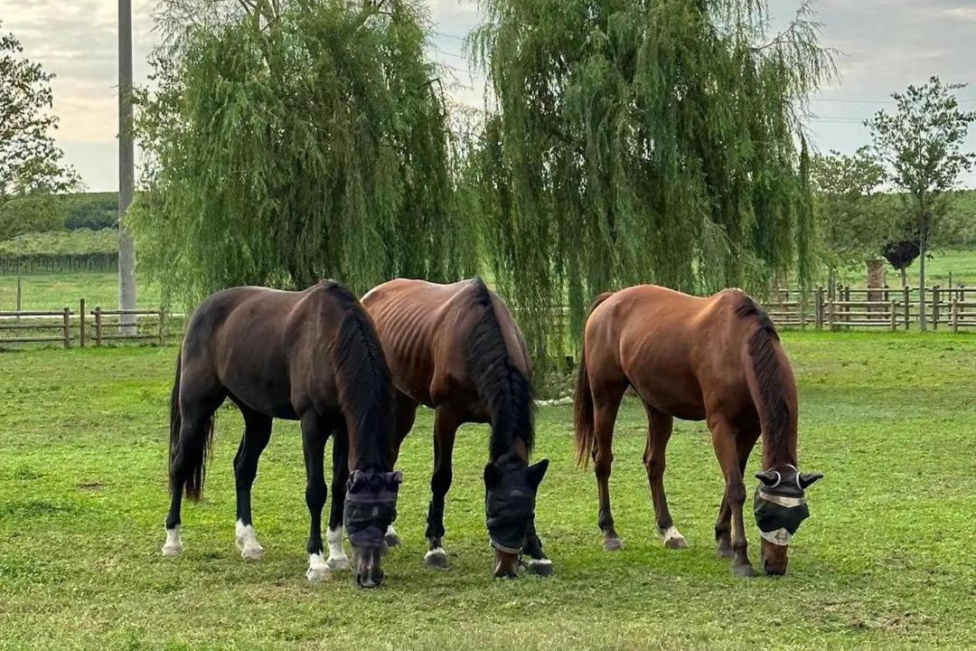 Photo of Others in Sommacampagna