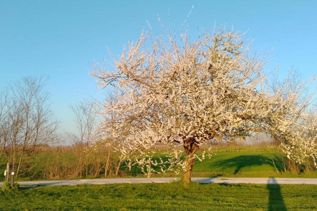 Photo of Others in San Biagio di Callalta