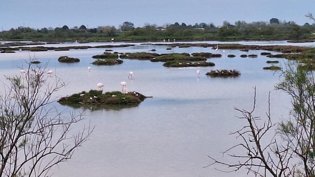 Photo of Others in Cavallino-Treporti