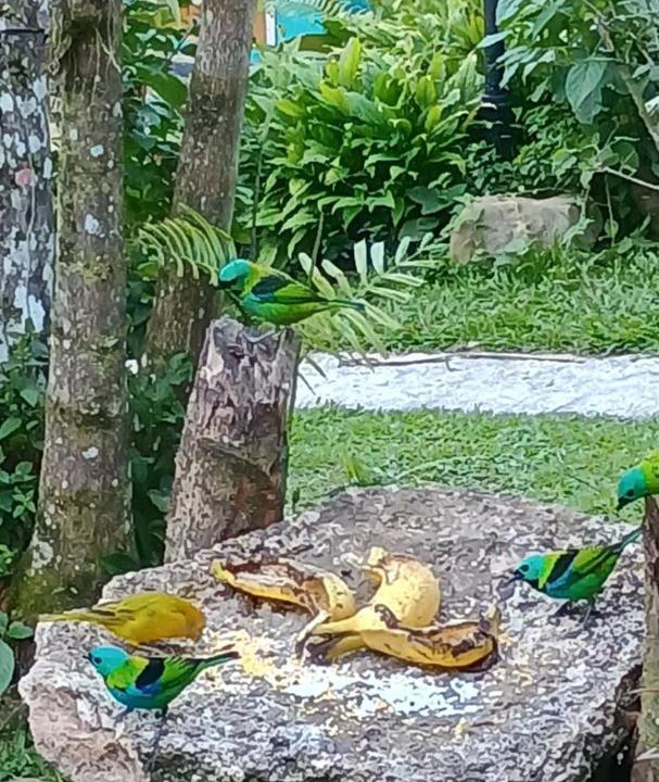 Photo of Others in Paraty