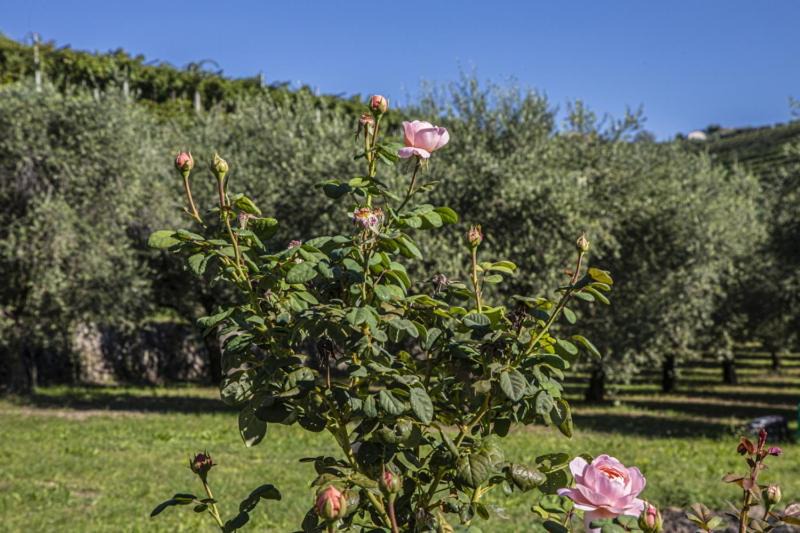 Photo of Others in Gargagnago di Valpolicella