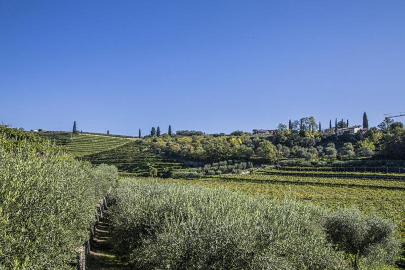 Photo of Others in Gargagnago di Valpolicella