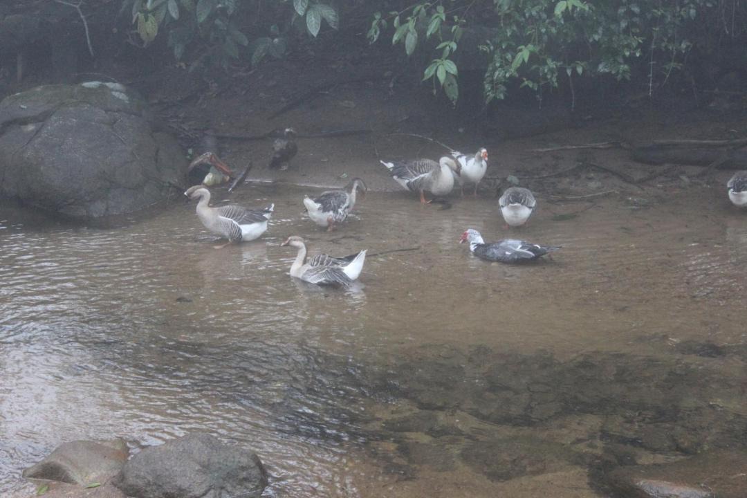 Photo of Others in Fazenda Inglesa