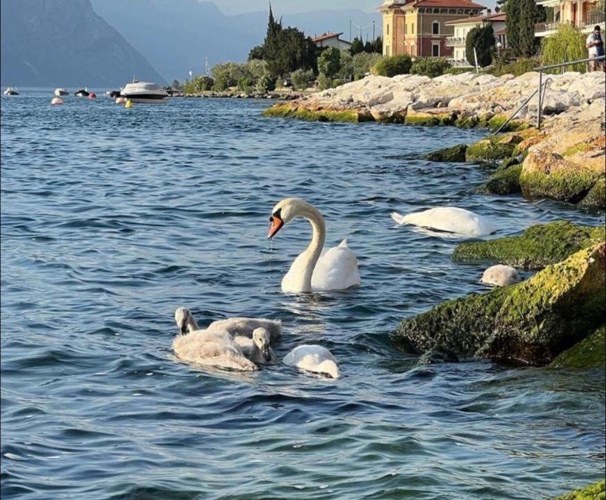 Photo of Others in Magugnago