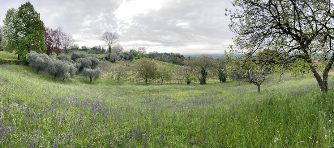 Photo of Others in Susegana