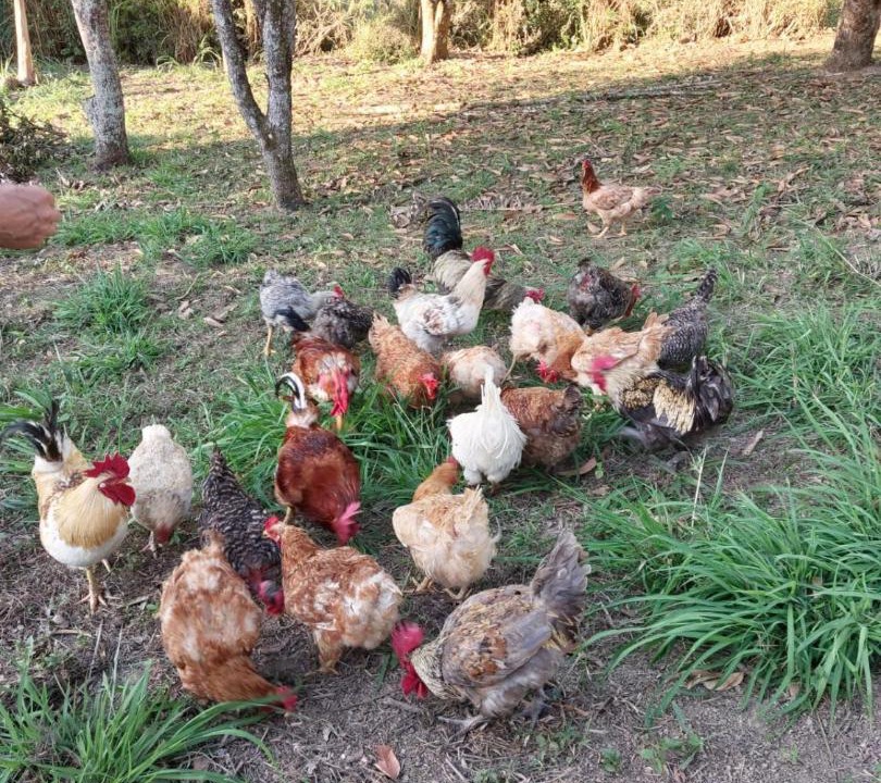Photo of Others in Miguel Pereira