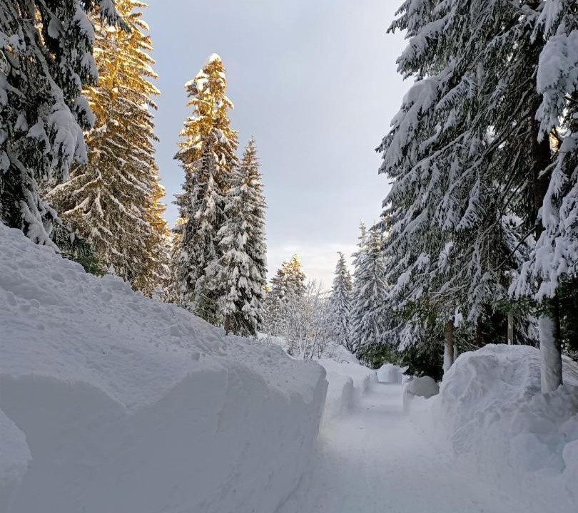 Photo of Others in Danta di Cadore