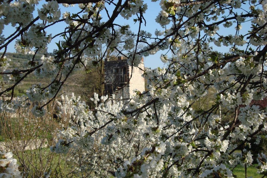 Photo of Others in Marcellise