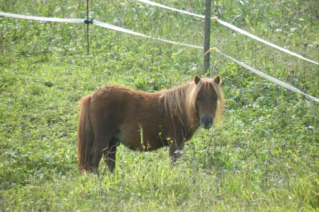 Photo of Others in Belluno
