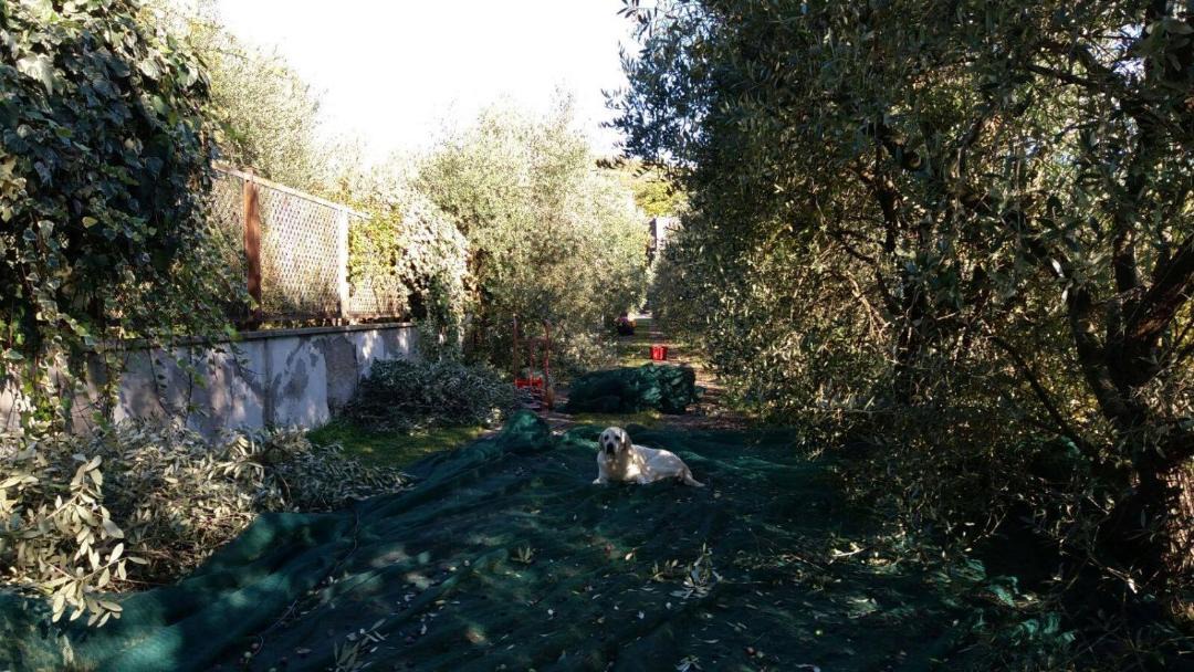 Photo of Others in Marcellise