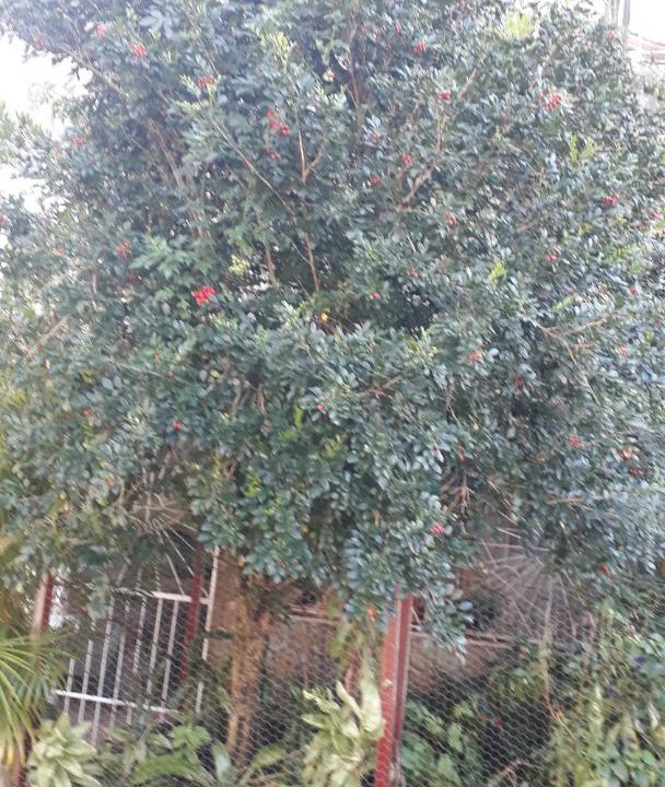 Photo of Outdoor in Cachoeiras de Macacu