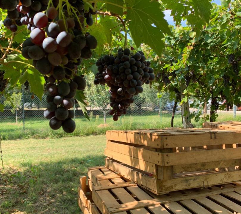 Photo of Others in Gargagnago di Valpolicella