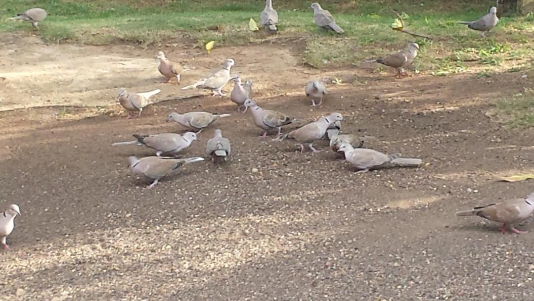 Photo of Others in Belmont