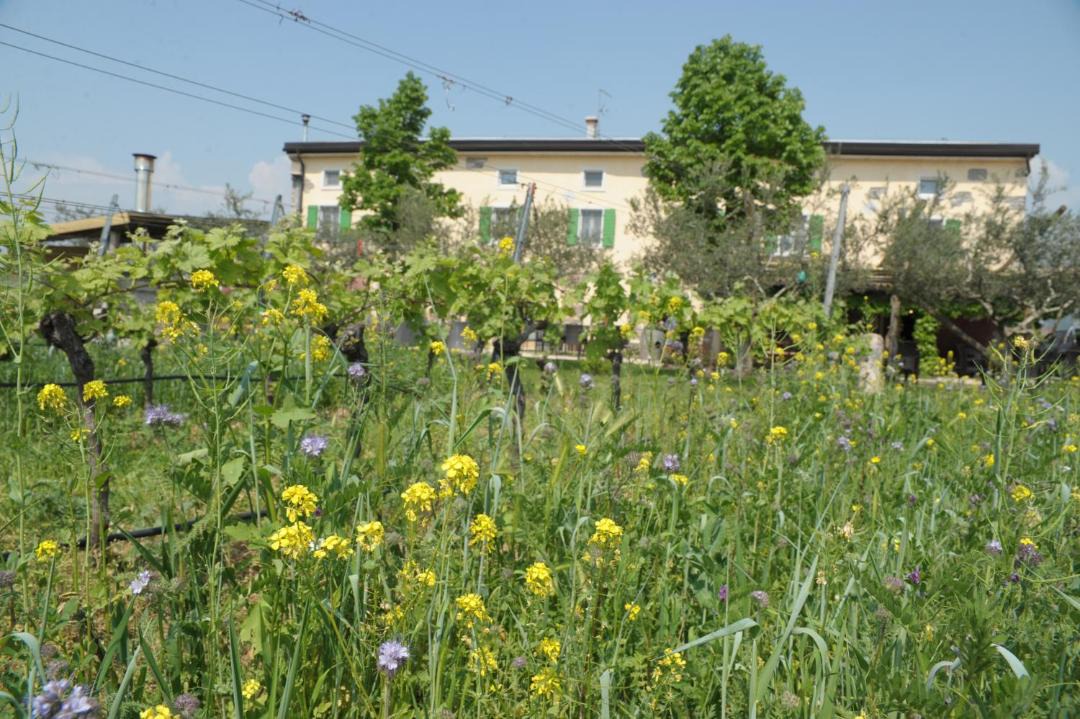 Photo of Others in Rivoli Veronese