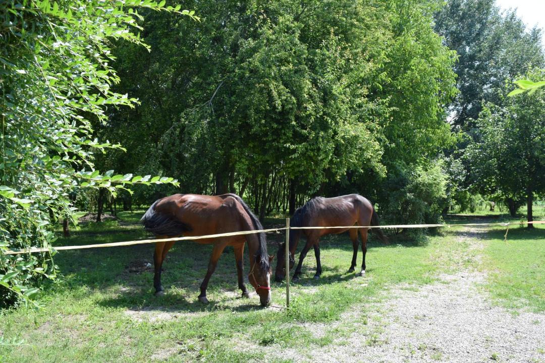 Photo of Others in Legnago