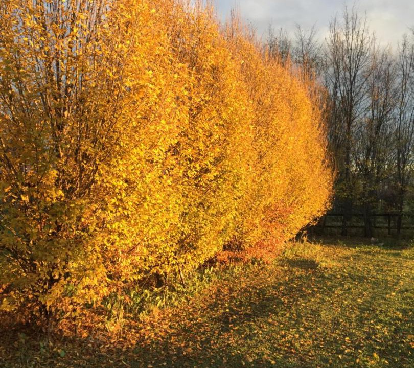 Photo of Outdoor in Vittorio Veneto