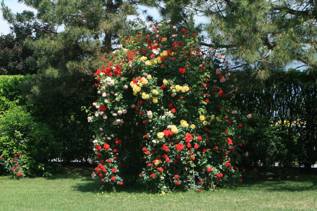 Photo of Outdoor in Carre